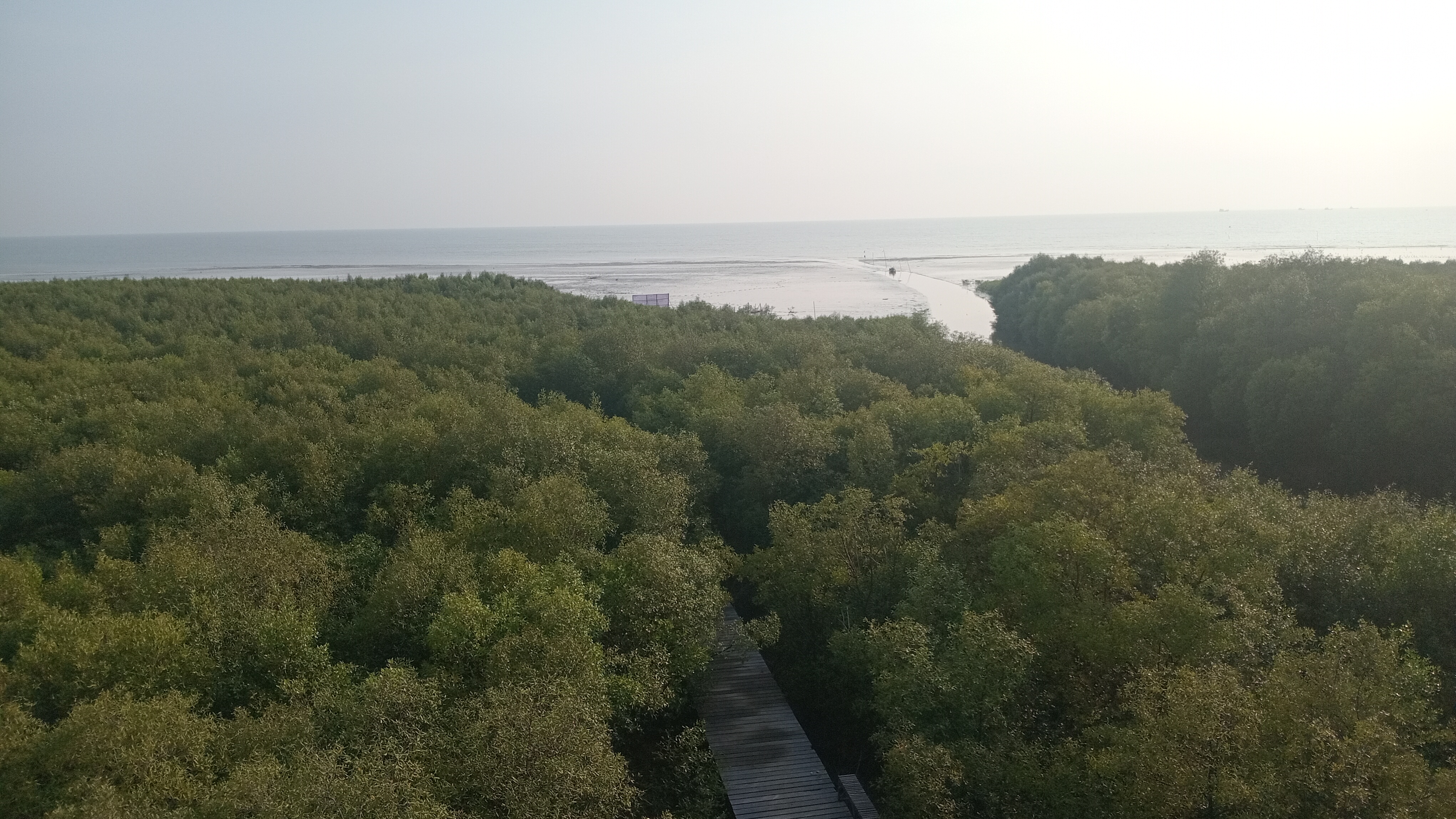 Hutan Mangrove Pesisir Tluwuk Pati